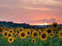 Sunflowers sunset