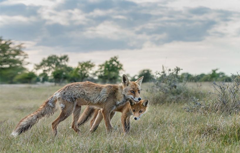 Vos met welp par Menno Schaefer