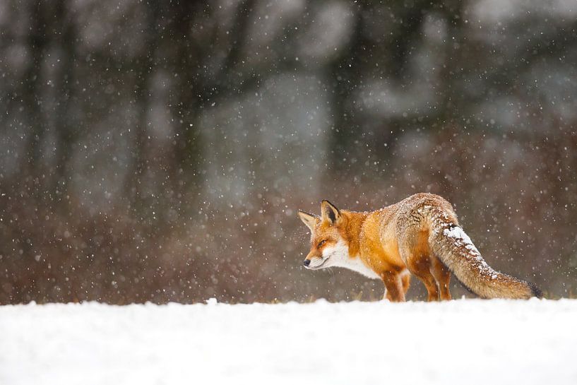 Hiver par Pim Leijen