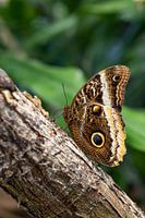 Der Eulenschmetterling