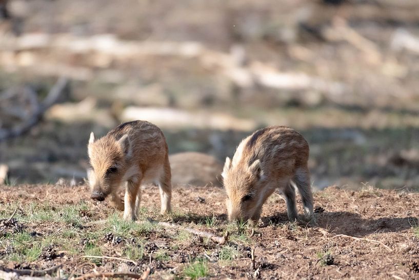 jeunes sangliers par Merijn Loch