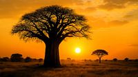 Golden hour panorama bij de baobab boom