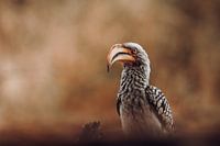 The Regal Hornbill: A Portrait of African Elegance