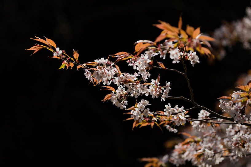 Kersenbloesem par Schram Fotografie