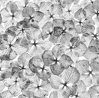 Hortensienblätter in Schwarz und Weiß