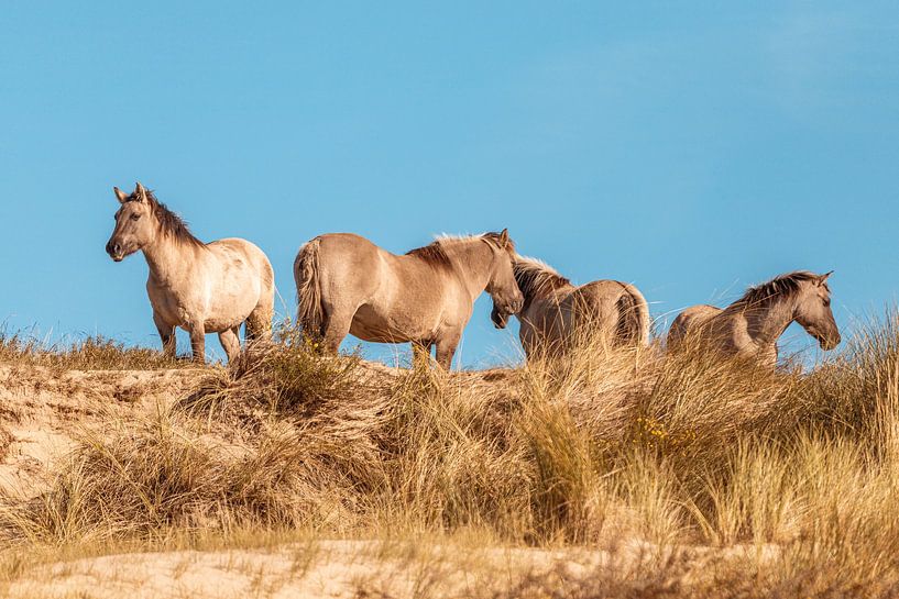 Konik horses, Wassenaar by Yanuschka | Fotografie Noordwijk