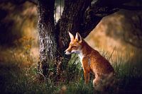 Fox in der Nähe der Amsterdamer Wasserversorgungsdünen