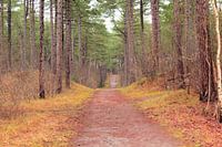 "Paysage vallonné dans les bois de Texel".