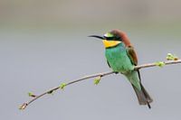Bee-eater