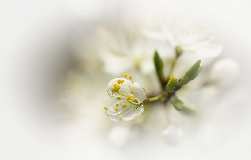 White Blossom by Jacqueline Gerhardt