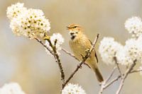 Photo de rêve d'un oiseau Chiffchaff dans un arbre en fleurs