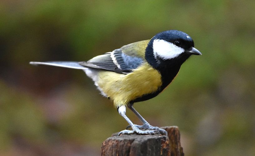 Einfach eine tolle Titte. von Klazina Visser