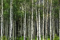 Birch forest