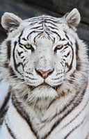 Le tigre blanc
