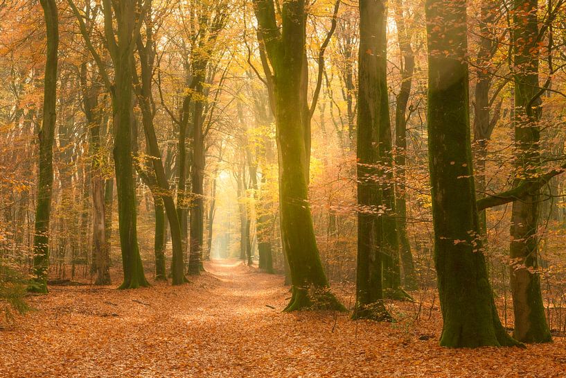 Chemin à travers une forêt dorée à l'automne par Sjoerd van der Wal Photographie