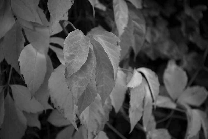 The colours of autumn in different splendours by Bianca Meyering Fotos - BMF