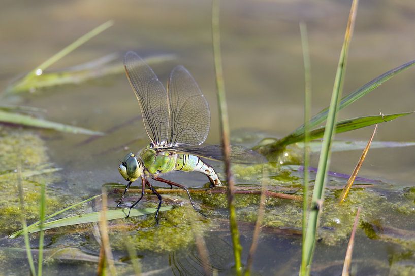 Libellen von Rob Hansum