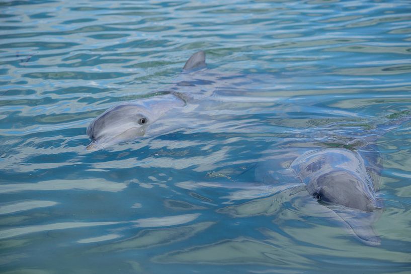 Ich sehe dich von Frank's Awesome Travels