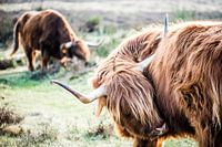 Schottischer Hochlandbewohner