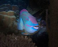 Portret van papegaaivissen, Bonaire