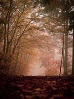 Herbstmorgen in den Wäldern von Stiphout