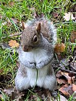 Posierendes Eichhörnchen
