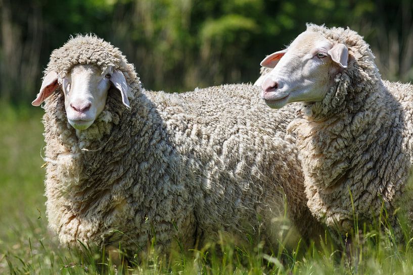 Merinolandschafe van Rolf Pötsch