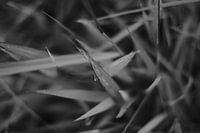 schwarzes und weißes Regras