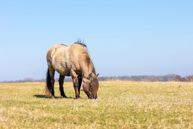 Das königliche Pferd von Fotos by Angelique