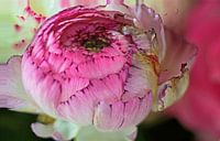 Rose weelde met donker hart