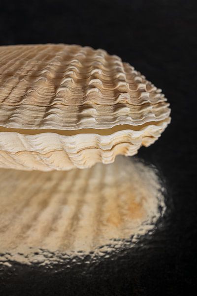 Im Dunkeln: Eine Muschel im Licht von Marjolijn van den Berg