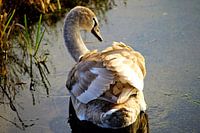 White golden swan in black water
