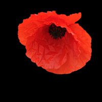 Rode klaproos op zwart