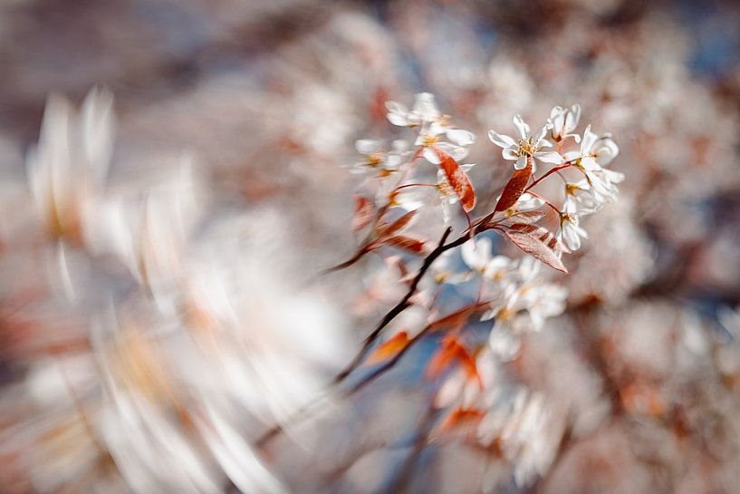Énergie douce par Hiske Boon