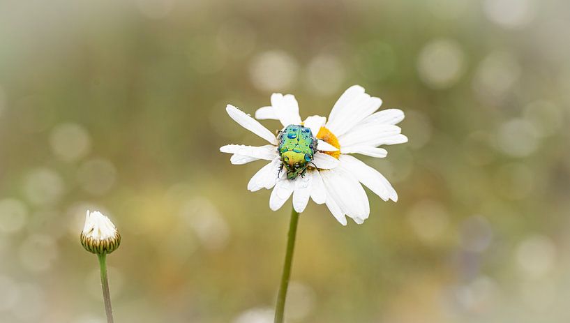 Tor d'or par GyGa foto's