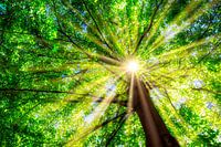 Baum mit starker Sonneneinstrahlung