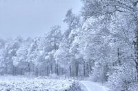 snow-covered forest path