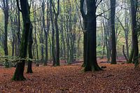 Der Wald der tanzenden Bäume