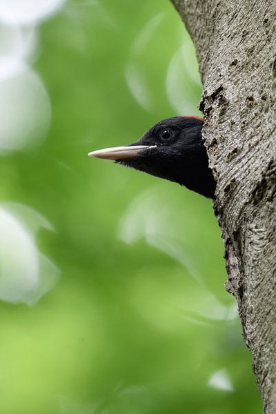 Black Woodpecker ( Dryocopus martius ) young female watching out of nest hole, looks funny, wildlife by wunderbare Erde