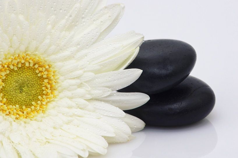 White Gerbera  par AD DESIGN Photo & PhotoArt