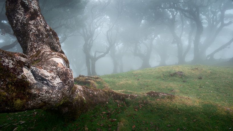 Tronc d'arbre altéré et arbres dans la brume par Erwin Pilon