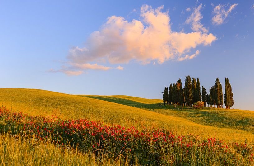 Cypress trees, Torrenieri, Tuscany, Italy by Henk Meijer Photography