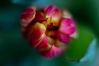 Détail d'une tulipe