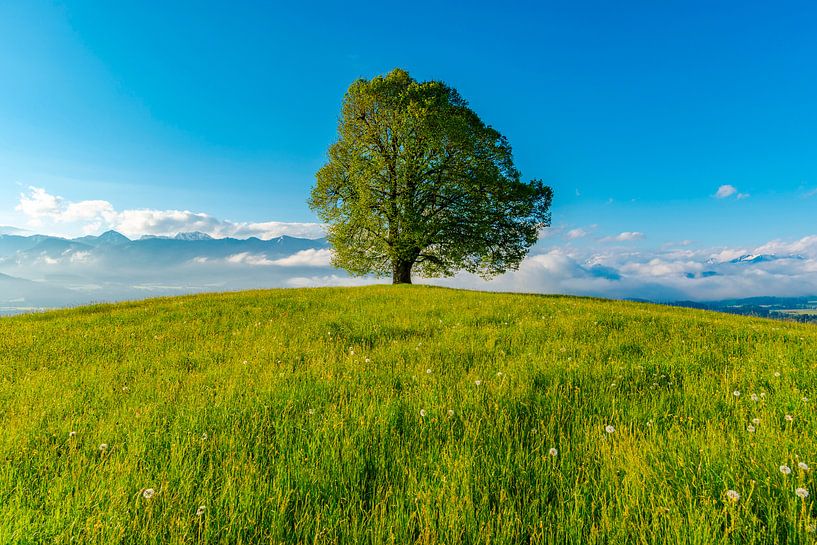 Friedenslinde, Wittelsbacher Höhe, Allgäu par Walter G. Allgöwer