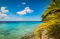 Beach and palm trees on Curacao