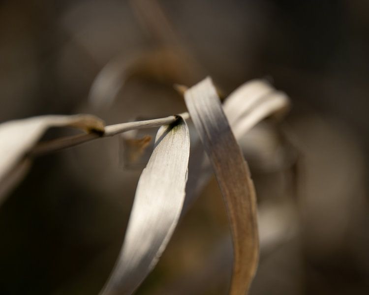 VERGANGENER RUHM, Schilf von Ankie Kooi