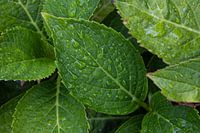 Grüne Blätter, umhüllt von funkelnden Wassertropfen.