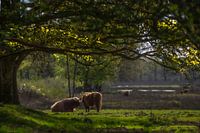 Les Highlanders écossais