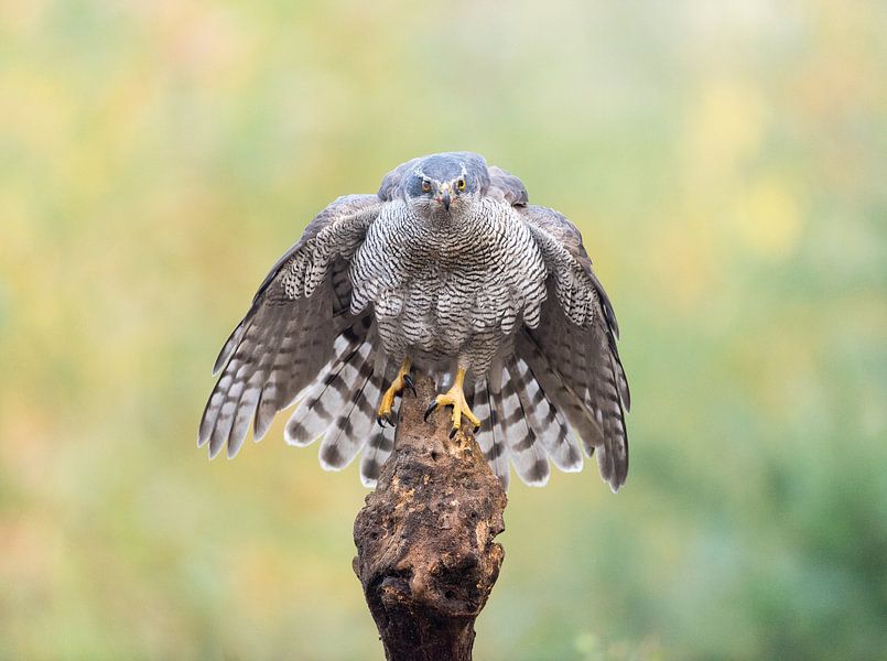 Northern Goshawk! by Robert Kok