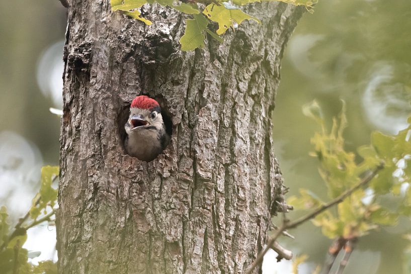 Hungry young Great Spotted Woodpecker | Birds of Zuid-Kennemerland by Dylan gaat naar buiten